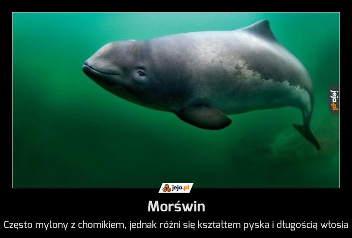 Morświn