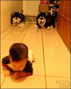 Psy raczkujące z dzieckiem
