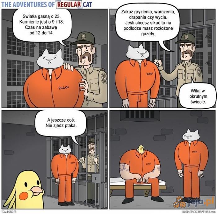 Biznesowy kot w więzieniu