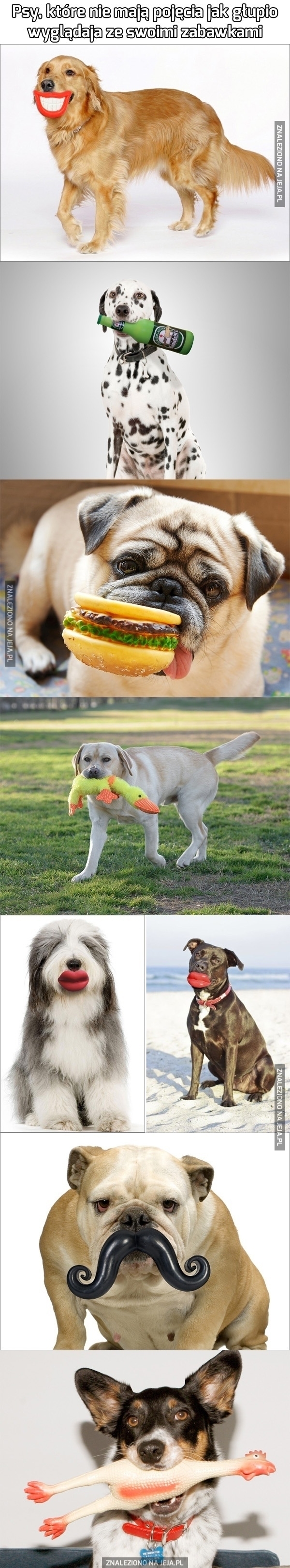 Psy, które nie mają pojęcia jak głupio wyglądają ze swoimi zabawkami