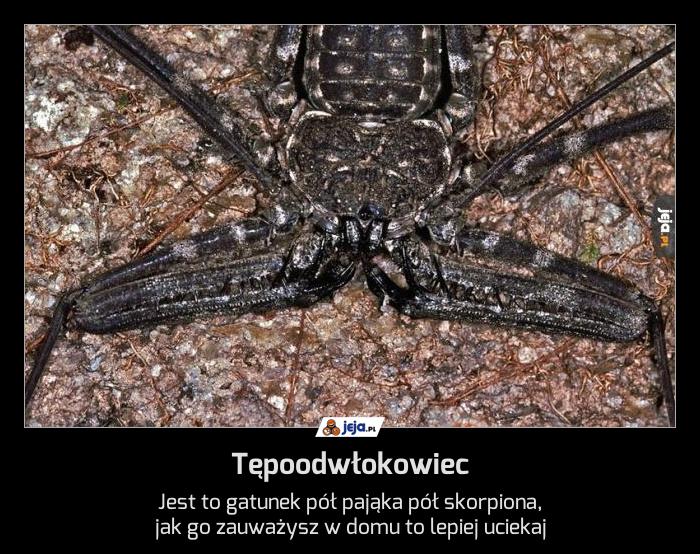 Tępoodwłokowiec