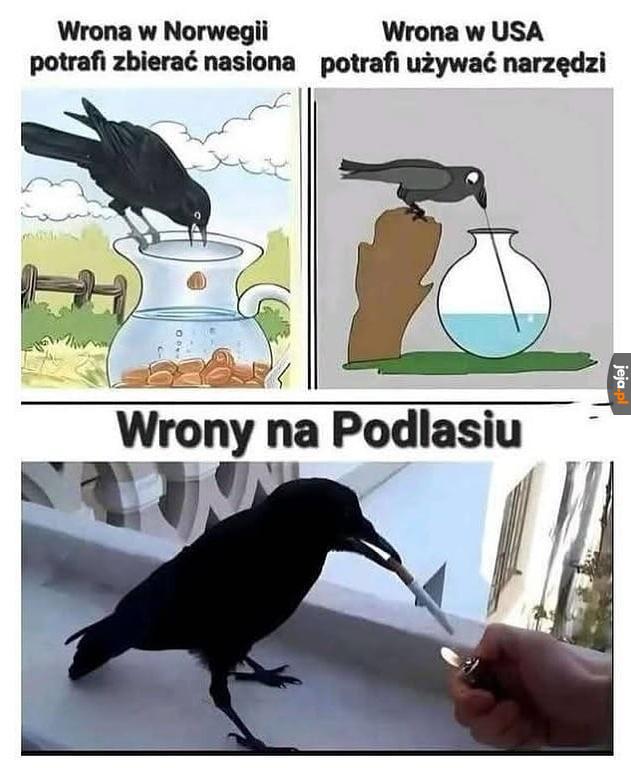 Daj zajarać bo nie wyczymie