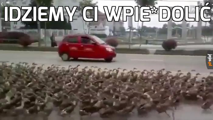 Tico dowodzące armią kaczek