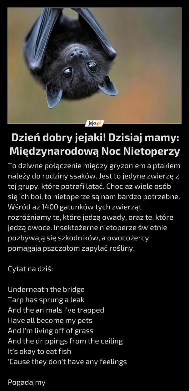 Dzień dobry jejaki! Dzisiaj mamy: Międzynarodową Noc Nietoperzy