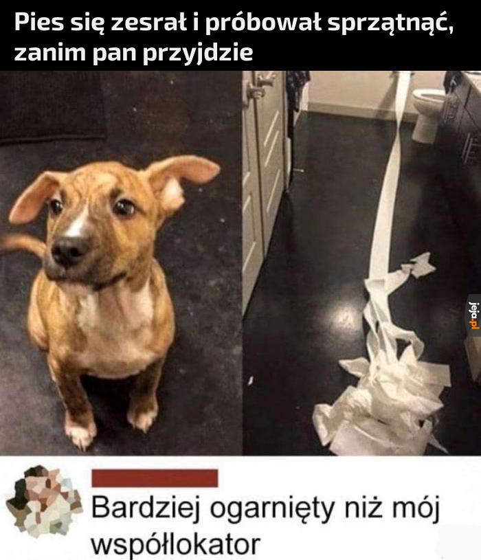 Mądry piesku