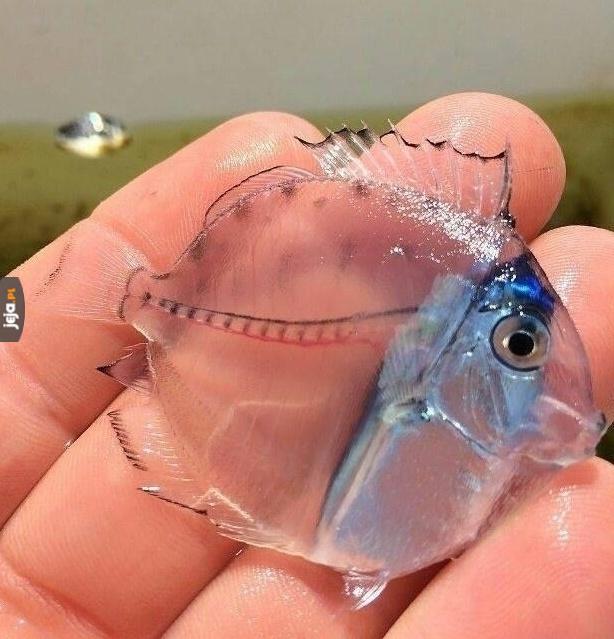 Przeźroczysta ryba