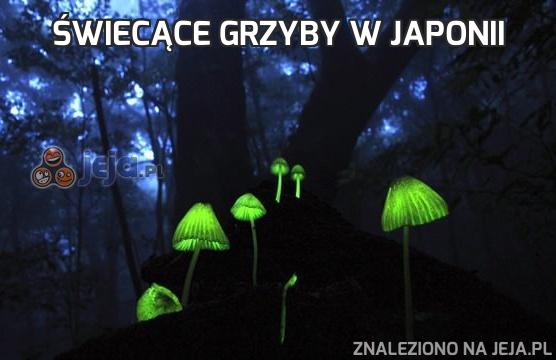 Świecące grzyby w Japonii