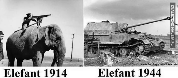 Ewolucja słoni w ciągu 30 lat