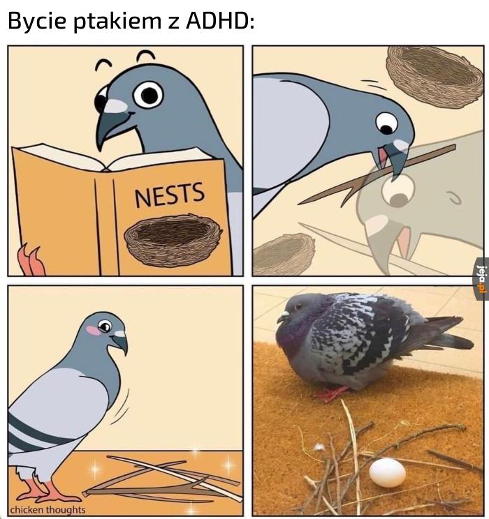 Gołębie zostały zdiagnozowane
