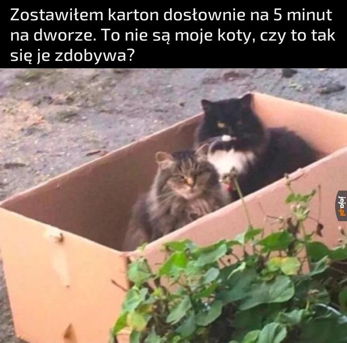 Darmowe koty