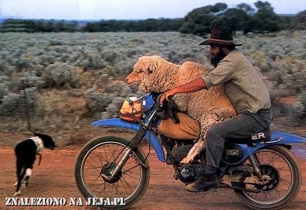 Owca na motorze