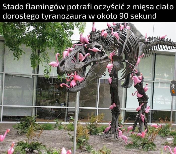 Uwaga na flamingi