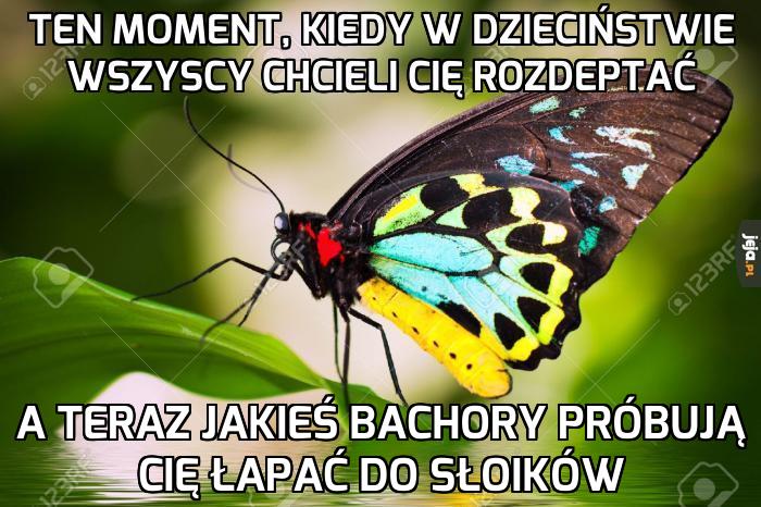 Ciężkie życie motyla