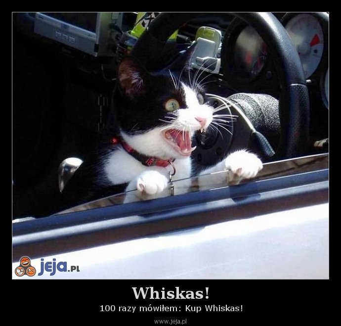 Whiskas!