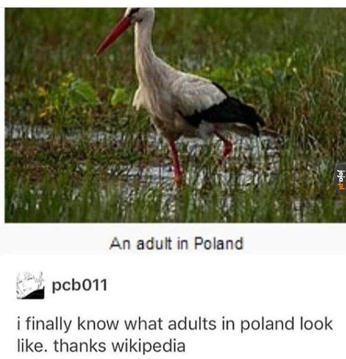 Dorosły w Polsce