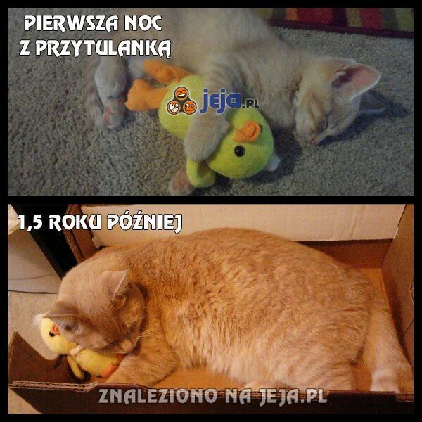 Pierwsza noc z przytulanką