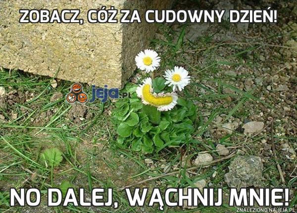 Zobacz, cóż za cudowny dzień!