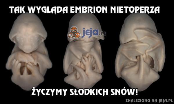 Tak wygląda embrion nietoperza