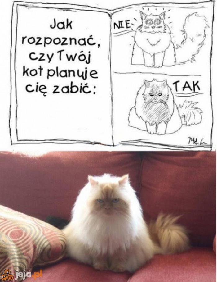 Jak poznać kota mordercę