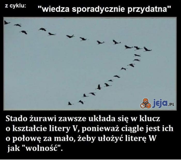 Teraz już wiesz