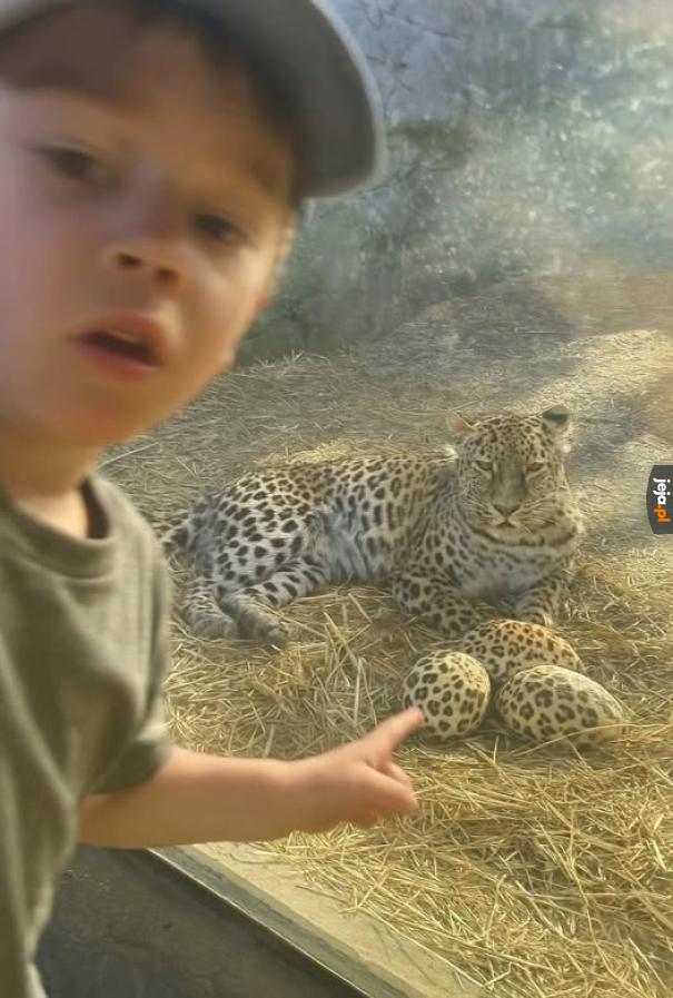 To naukowy dowód na to, że konie są ptakami