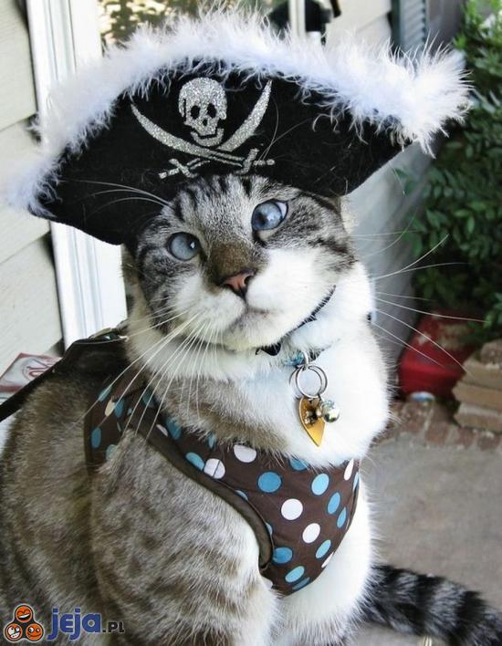 Kot pirat