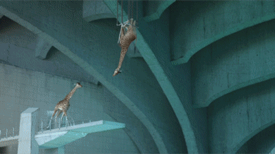 Żyrafie akrobacje