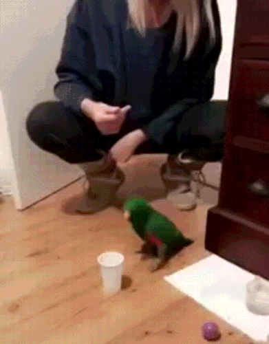Ta papuga jest bardziej utalentowana ode mnie