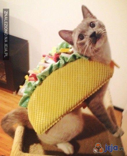 Taco Cat