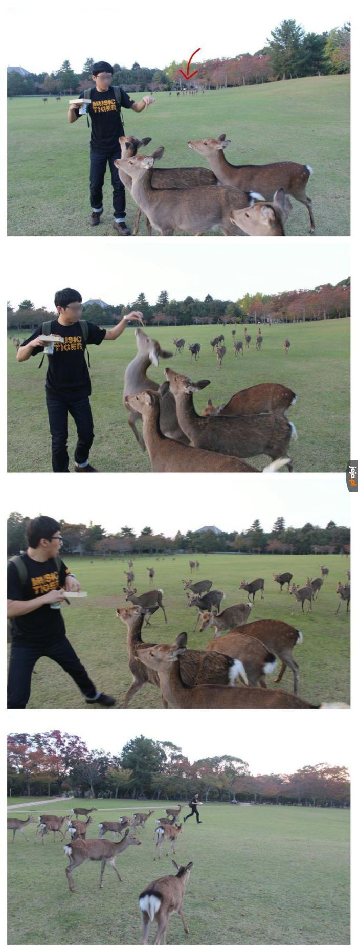 Oh deer!