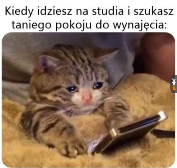 Po chwili szukania sprawdzasz ceny namiotów