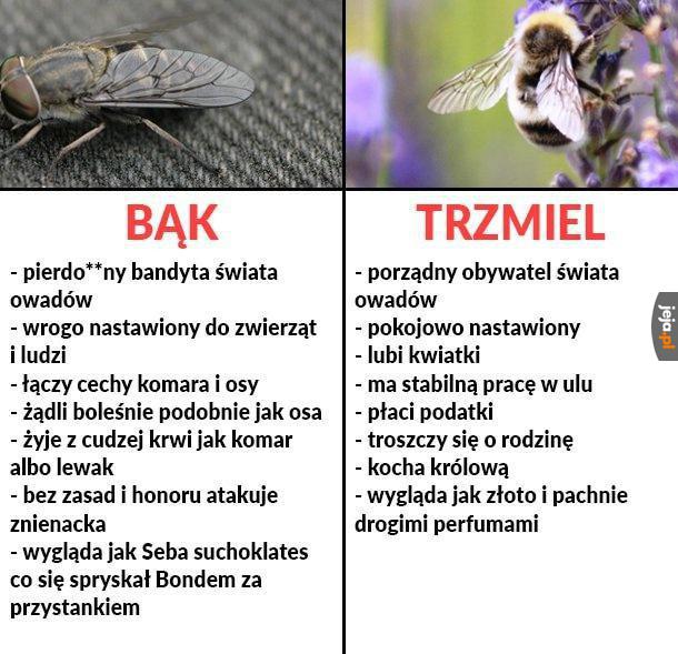 Krótkie porównanie w świecie owadów