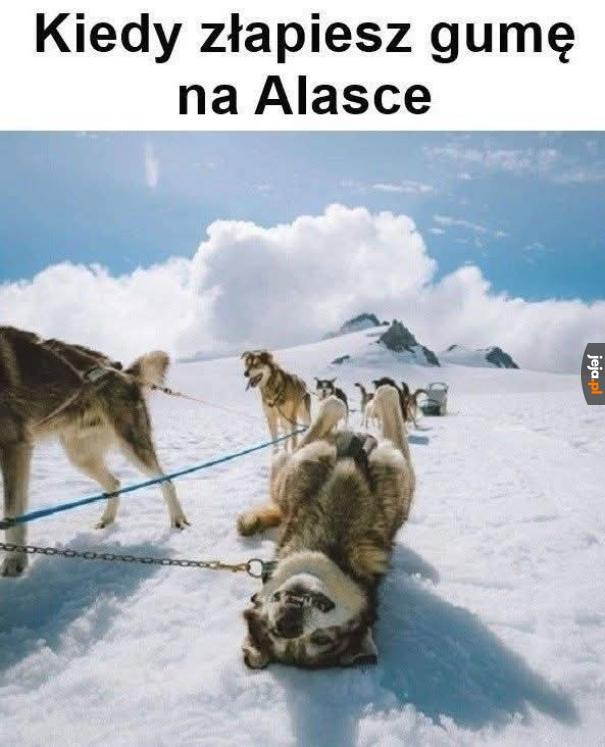 Złapanie gumy na Alasce