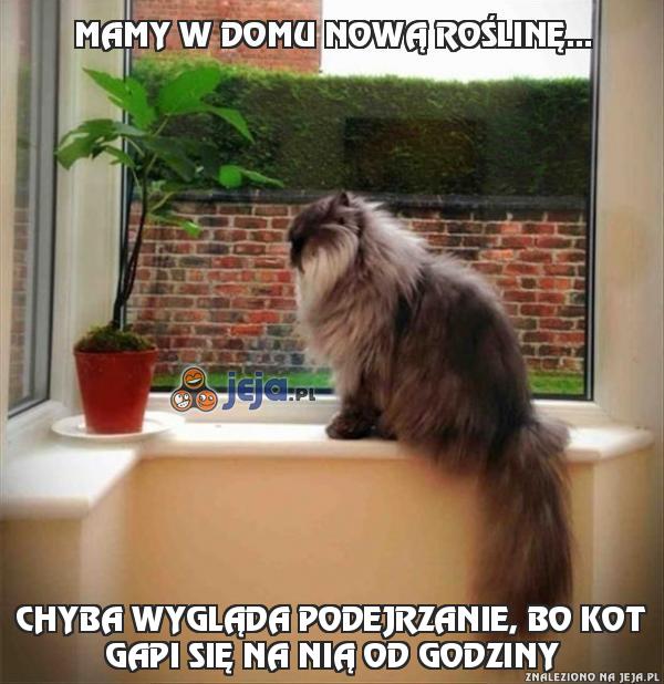 Mamy w domu nową roślinę...