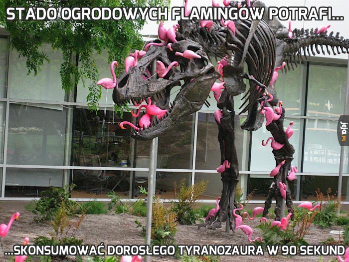Stado ogrodowych flamingów potrafi...