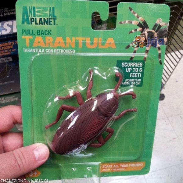 Rzadka odmiana tarantuli