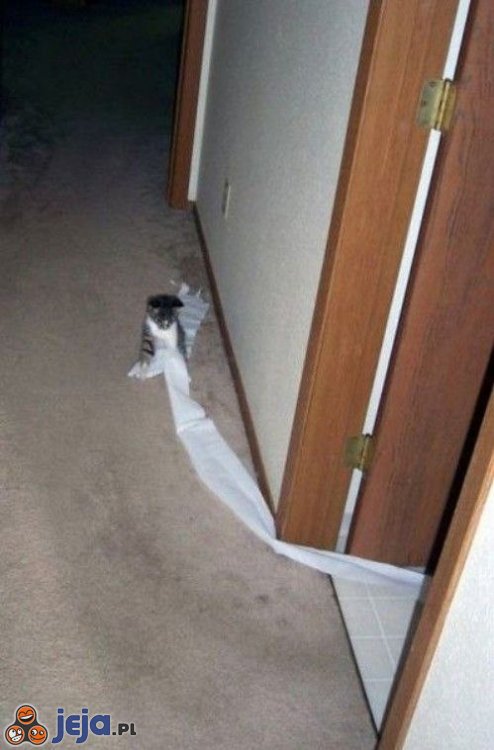 Papier w WC
