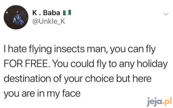 Logika owadów