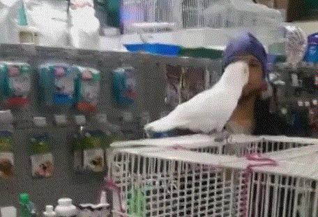 Bansuj, papugo!