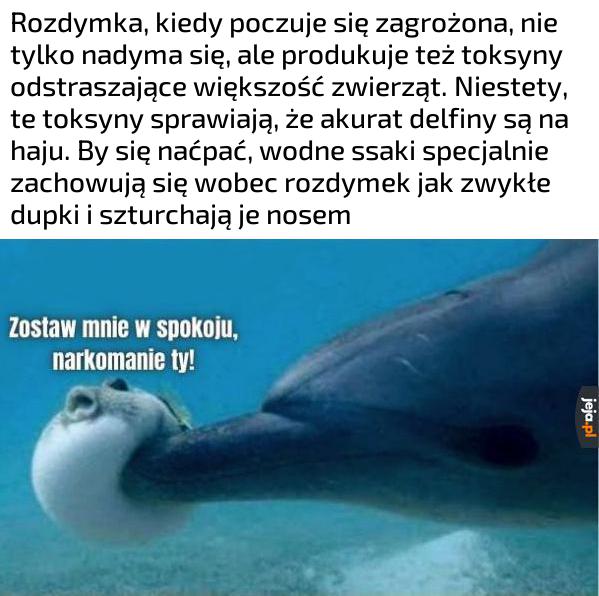 Morscy degeneraci