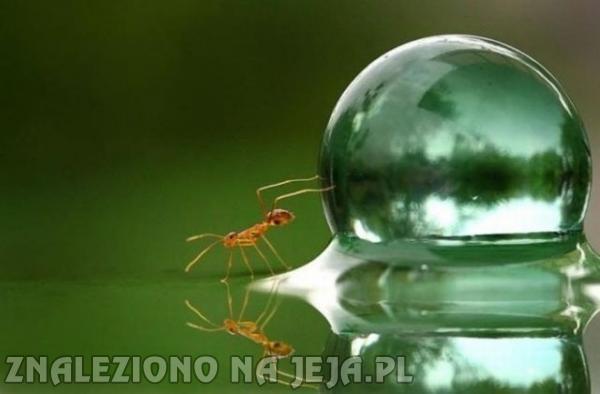 Mrówka vs kropla wody