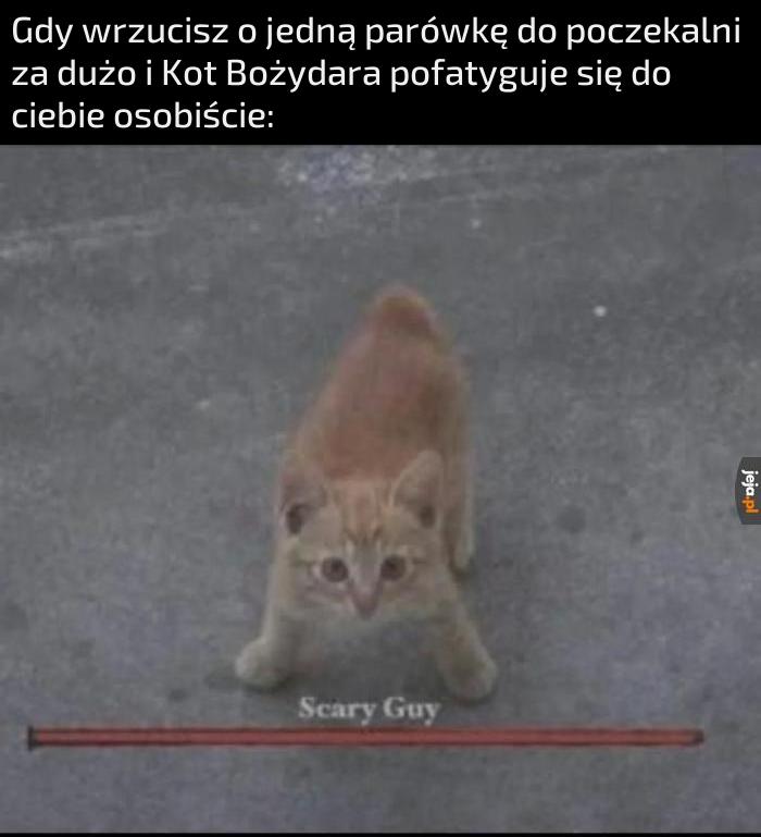 Kot Bożydara