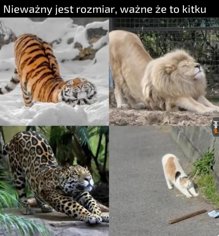 Koty. Koty nigdy się nie zmieniają