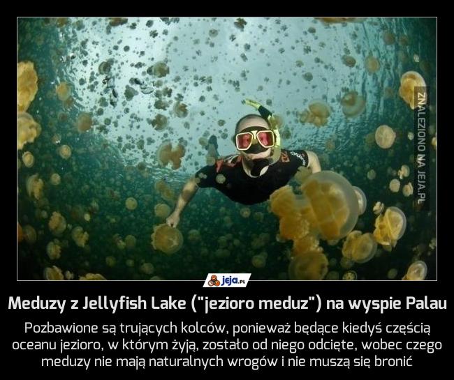 Meduzy z Jellyfish Lake ("jezioro meduz") na wyspie Palau