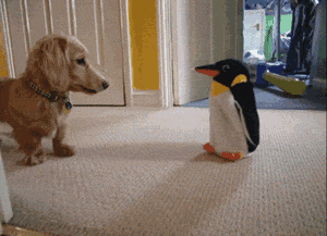 To pingwin, ratuj się kto może!