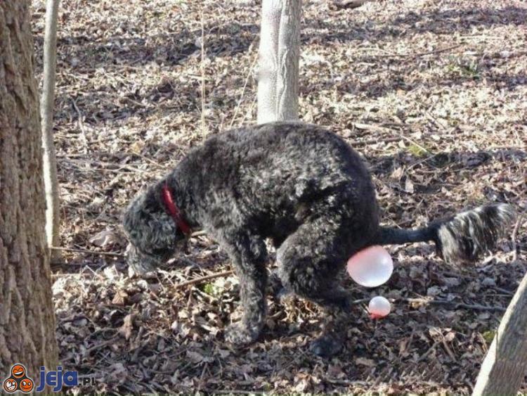 Pies po zjedzeniu gumy balonowej