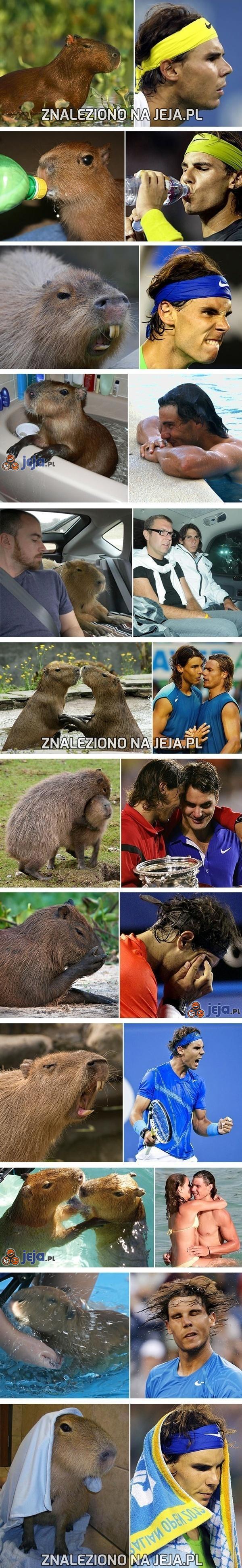 Rafael Nadal, czy może kapibara?