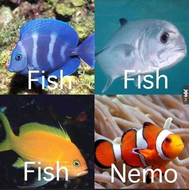 Rodzaje ryb