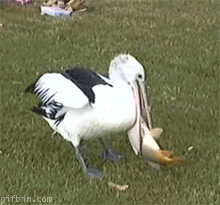 Pelikan sobie nie pojadł