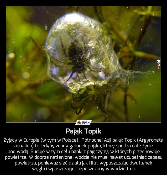 Pająk Topik - Jeja.pl